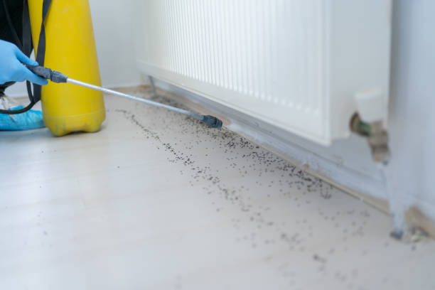 Best Pest Inspection Near Me  in Iraan, TX